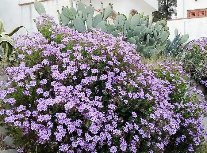 Del Capo * קאפו ואטיצ'אנו